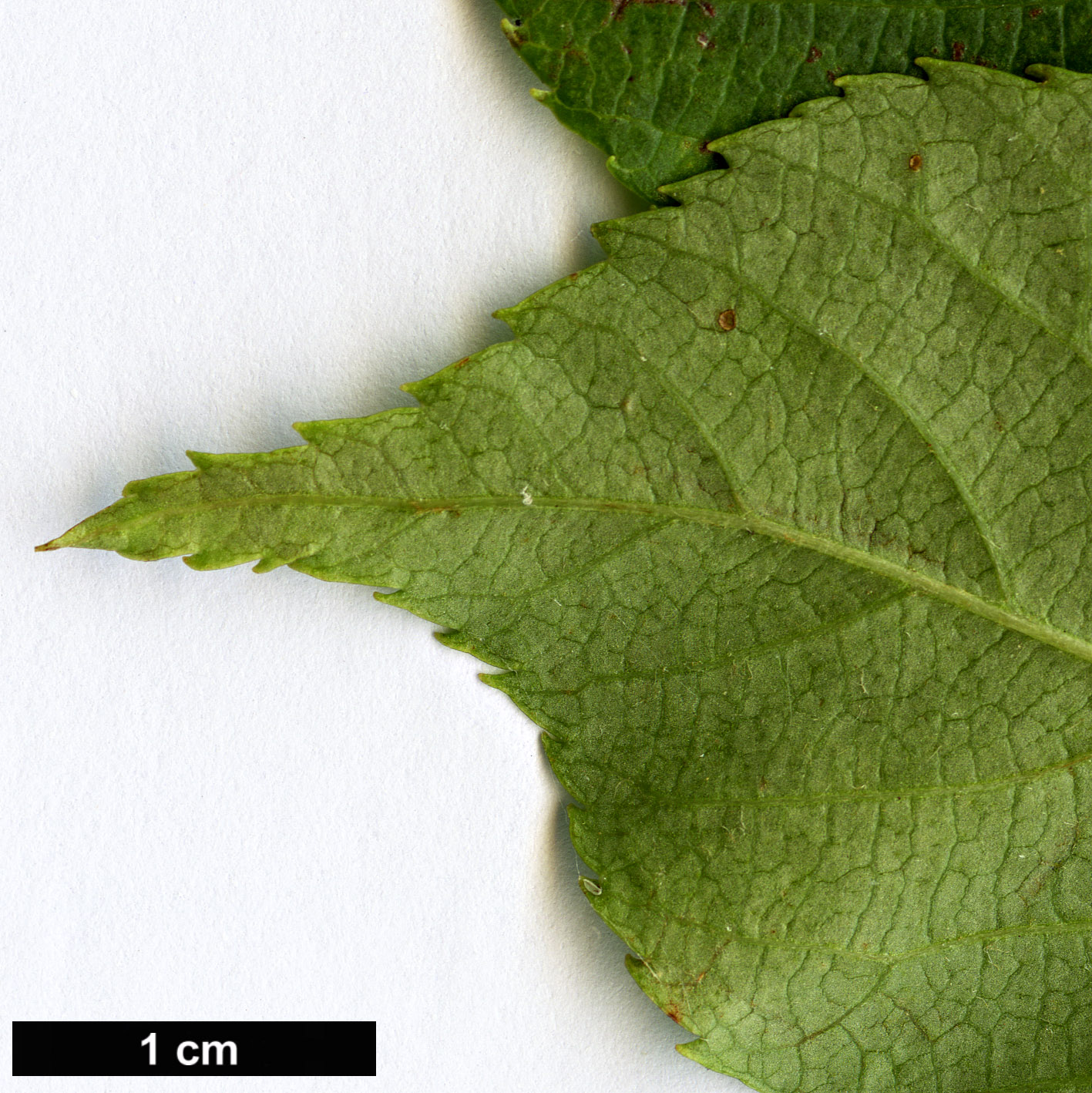 High resolution image: Family: Rosaceae - Genus: Sorbus - Taxon: verrucosa